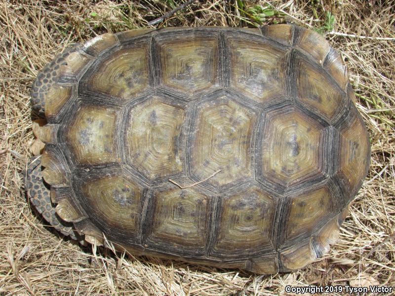 Desert Tortoise (Gopherus agassizii)