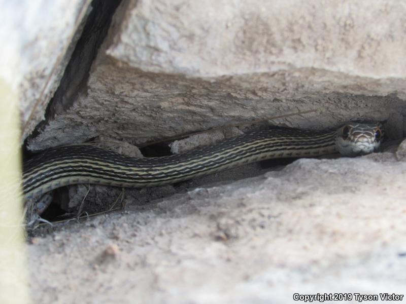 Desert Striped Whipsnake (Coluber taeniatus taeniatus)