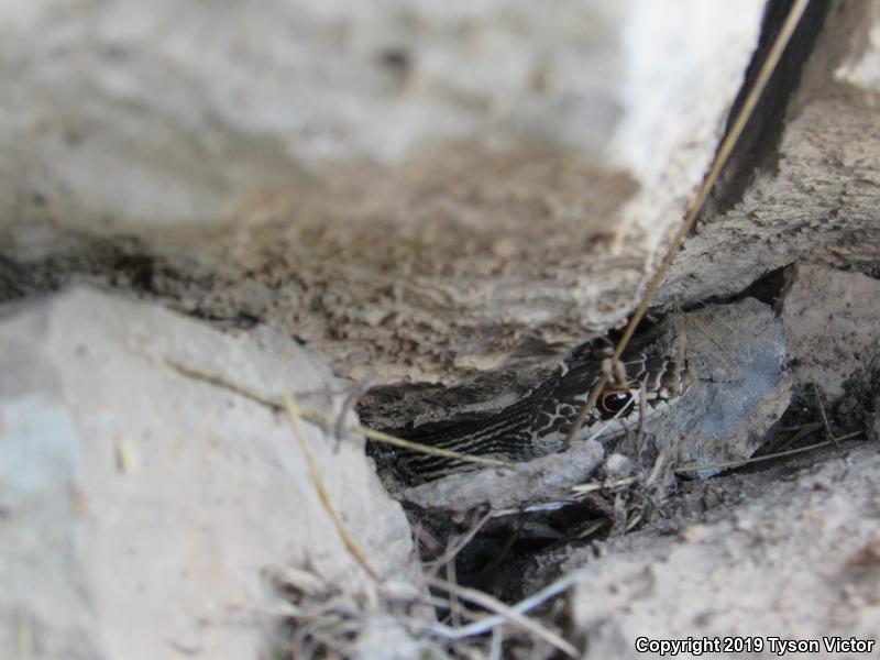 Desert Striped Whipsnake (Coluber taeniatus taeniatus)