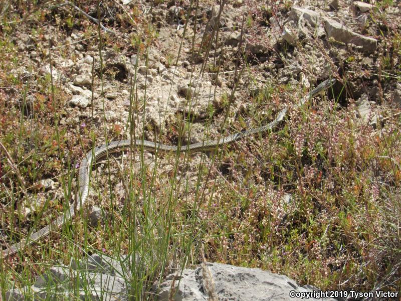 Desert Striped Whipsnake (Coluber taeniatus taeniatus)