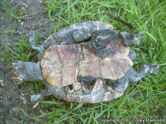 Northern Map Turtle (Graptemys geographica)