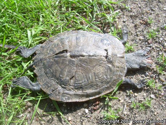 Northern Map Turtle (Graptemys geographica)