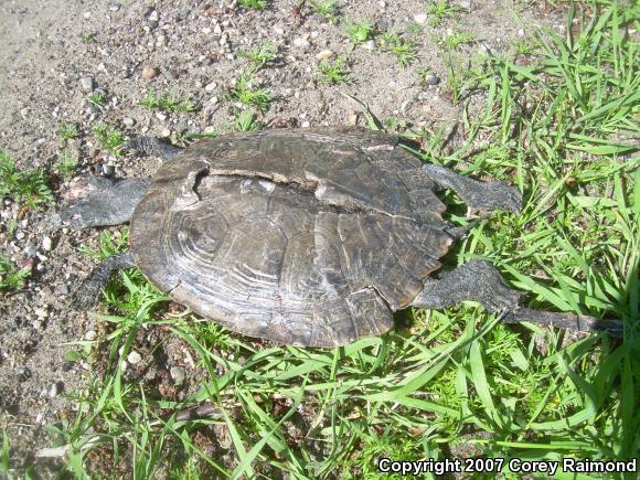 Northern Map Turtle (Graptemys geographica)