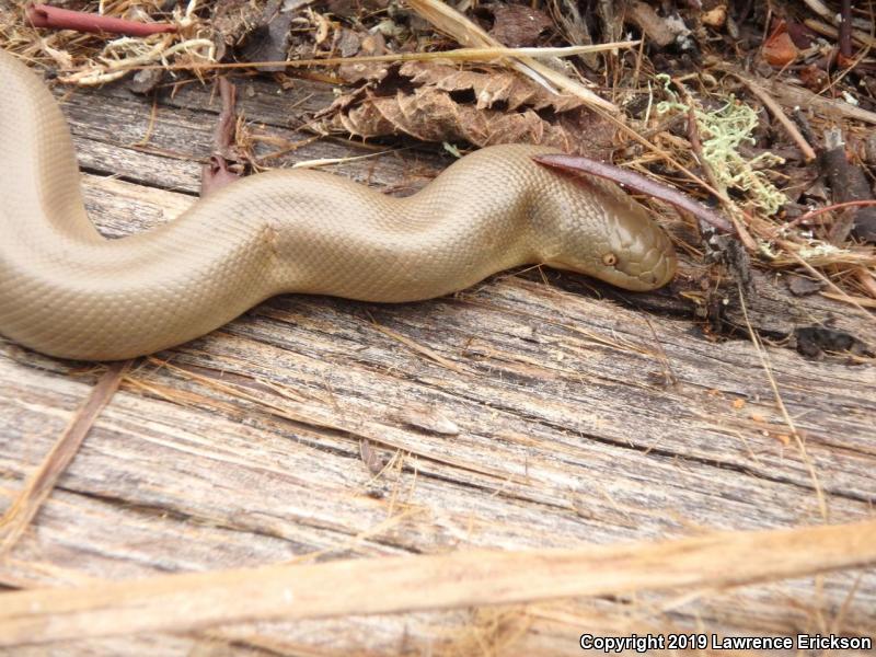 Northern Rubber Boa (Charina bottae)