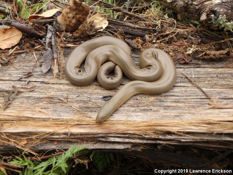 Northern Rubber Boa (Charina bottae)