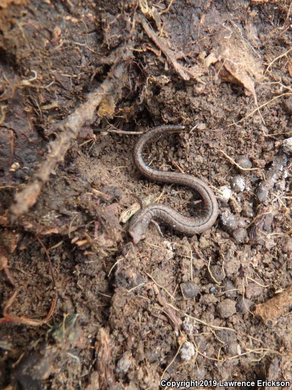 Gabilan Mountains Slender Salamander (Batrachoseps gavilanensis)