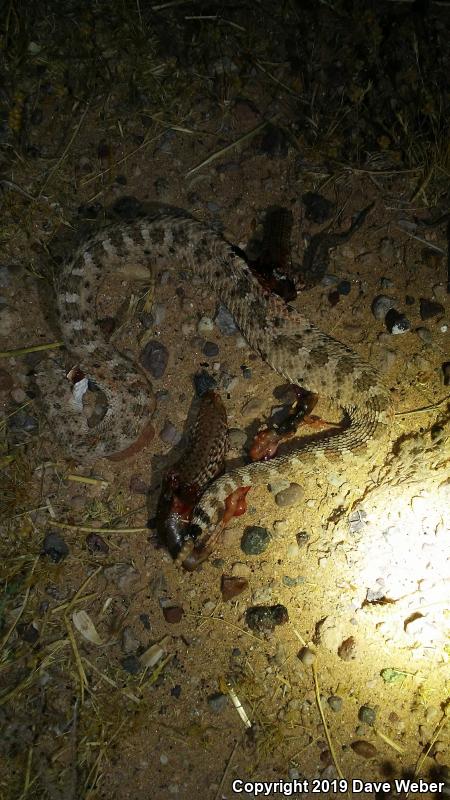 Sonoran Sidewinder (Crotalus cerastes cercobombus)