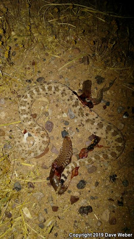 Sonoran Tiger Whiptail (Aspidoscelis tigris aethiops)