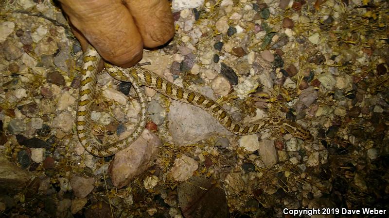 Arizona Glossy Snake (Arizona elegans noctivaga)