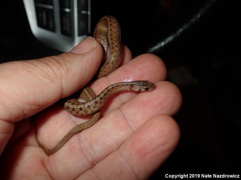 Northern Brownsnake (Storeria dekayi dekayi)