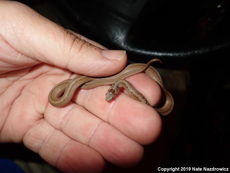 Northern Brownsnake (Storeria dekayi dekayi)