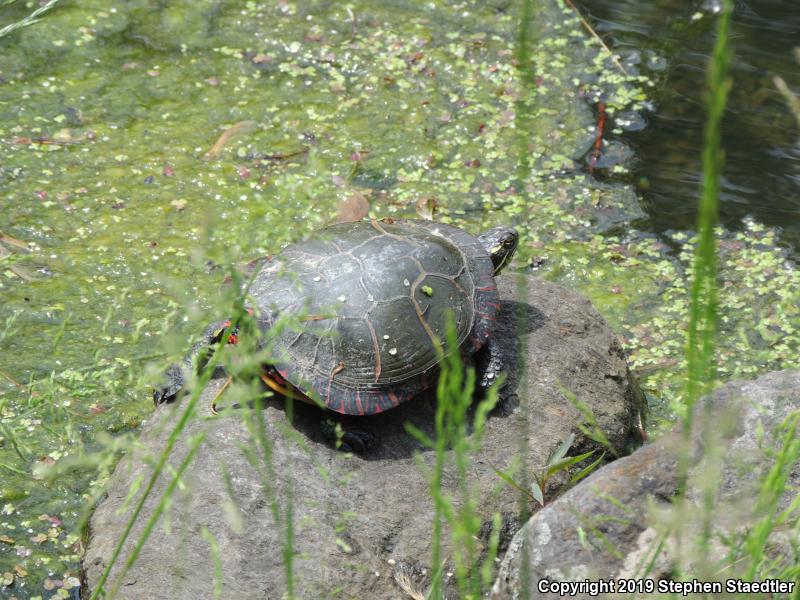 Midland Painted Turtle (Chrysemys picta marginata)
