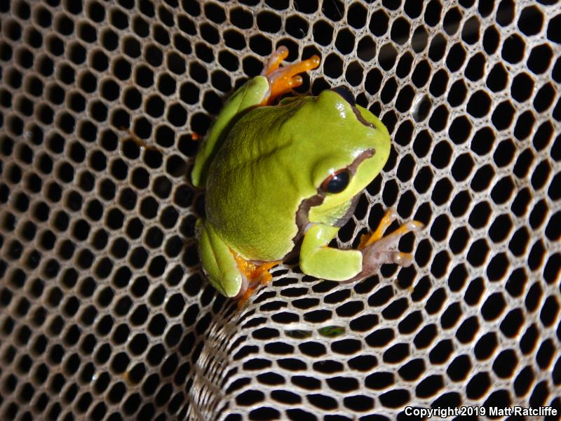 Pine Barrens Treefrog (Hyla andersonii)