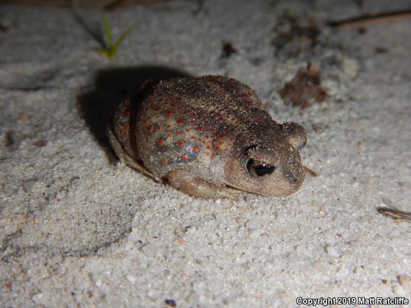 Eastern Spadefoot (Scaphiopus holbrookii)