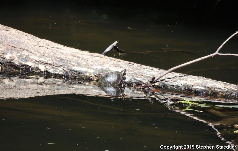 Eastern Musk Turtle (Sternotherus odoratus)