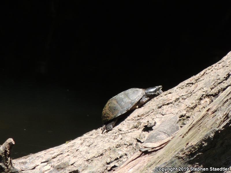 Eastern Musk Turtle (Sternotherus odoratus)