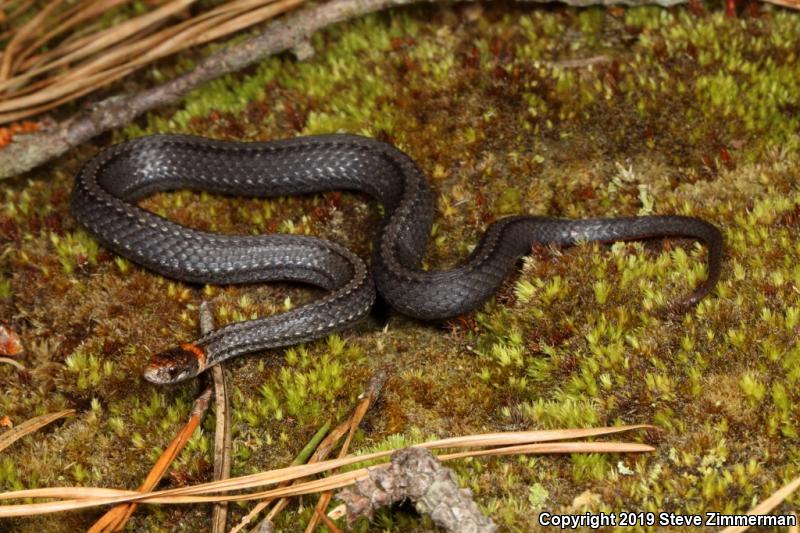 Northern Red-bellied Snake (Storeria occipitomaculata occipitomaculata)