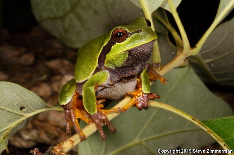 Pine Barrens Treefrog (Hyla andersonii)