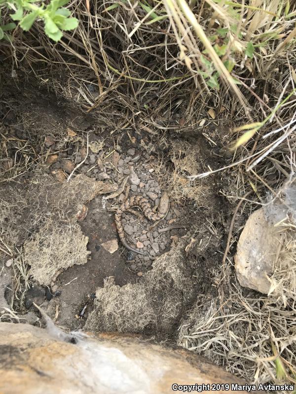 San Diego Alligator Lizard (Elgaria multicarinata webbii)