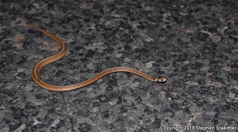 Northern Brownsnake (Storeria dekayi dekayi)