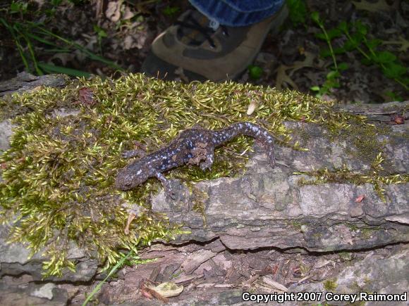 Blue-spotted Salamander (Ambystoma laterale)