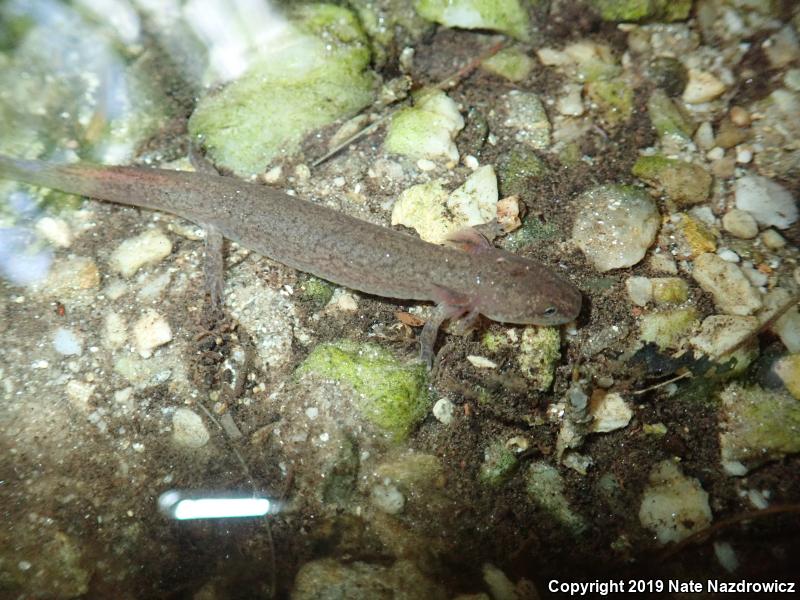 Northern Red Salamander (Pseudotriton ruber ruber)