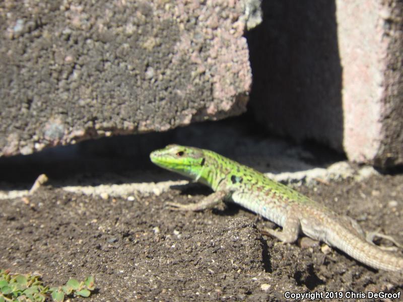 Italian Wall Lizard (Podarcis sicula)