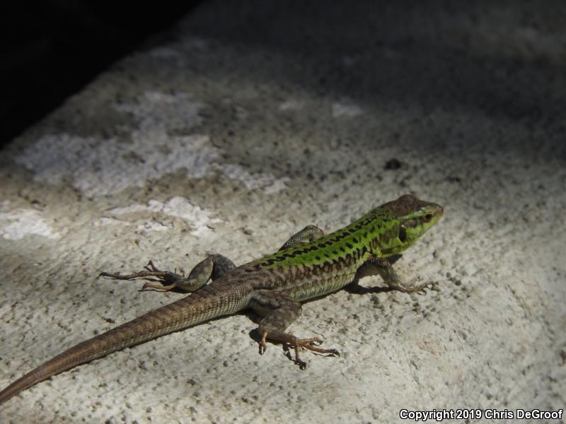 Italian Wall Lizard (Podarcis sicula)