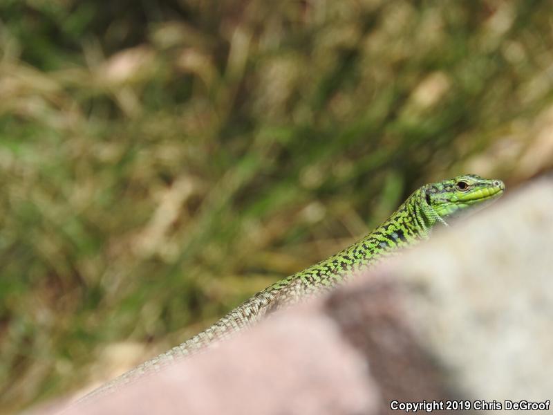 Italian Wall Lizard (Podarcis sicula)