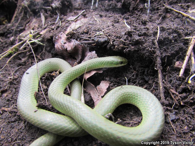 Western Smooth Greensnake (Opheodrys vernalis blanchardi)