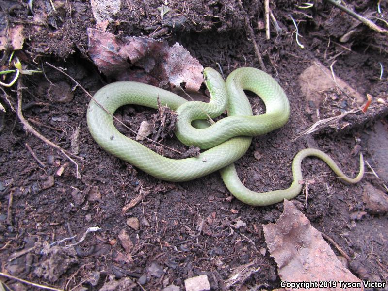 Western Smooth Greensnake (Opheodrys vernalis blanchardi)