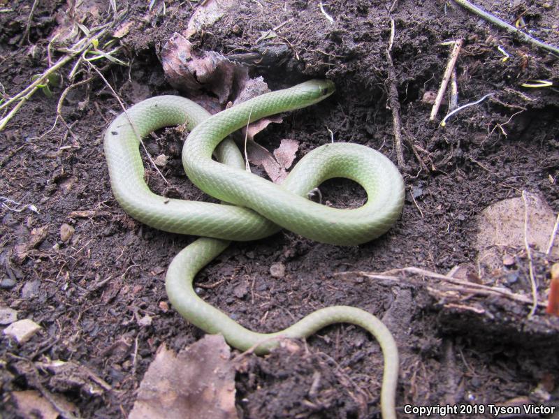 Western Smooth Greensnake (Opheodrys vernalis blanchardi)