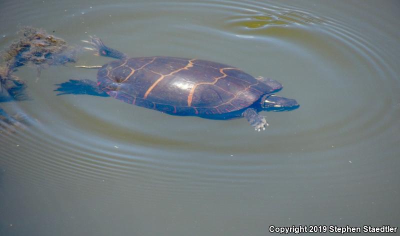 Eastern Painted Turtle (Chrysemys picta picta)