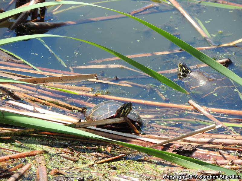 Eastern Painted Turtle (Chrysemys picta picta)