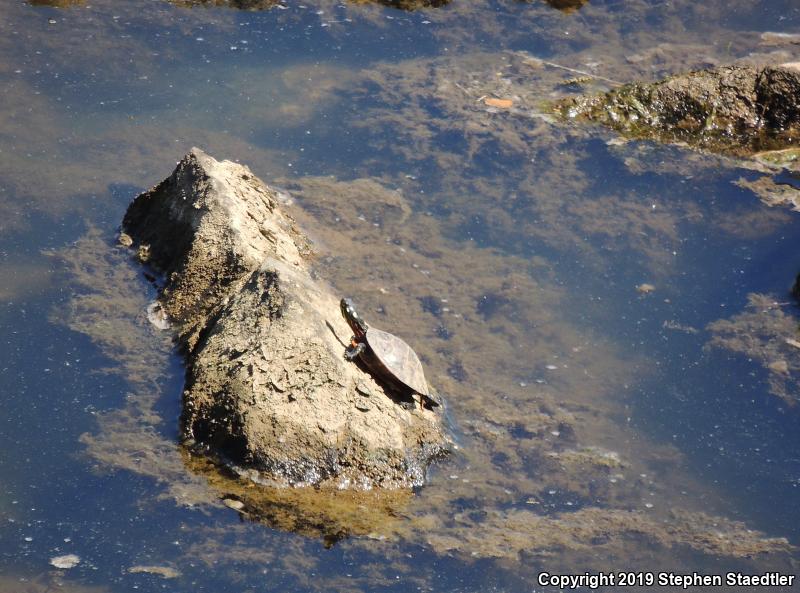 Eastern Painted Turtle (Chrysemys picta picta)