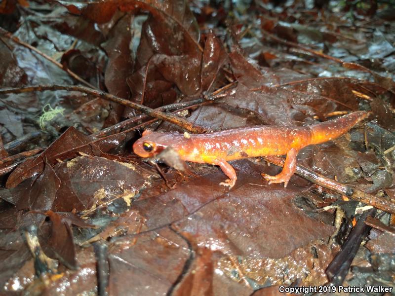 Yellow-eyed Ensatina (Ensatina eschscholtzii xanthoptica)