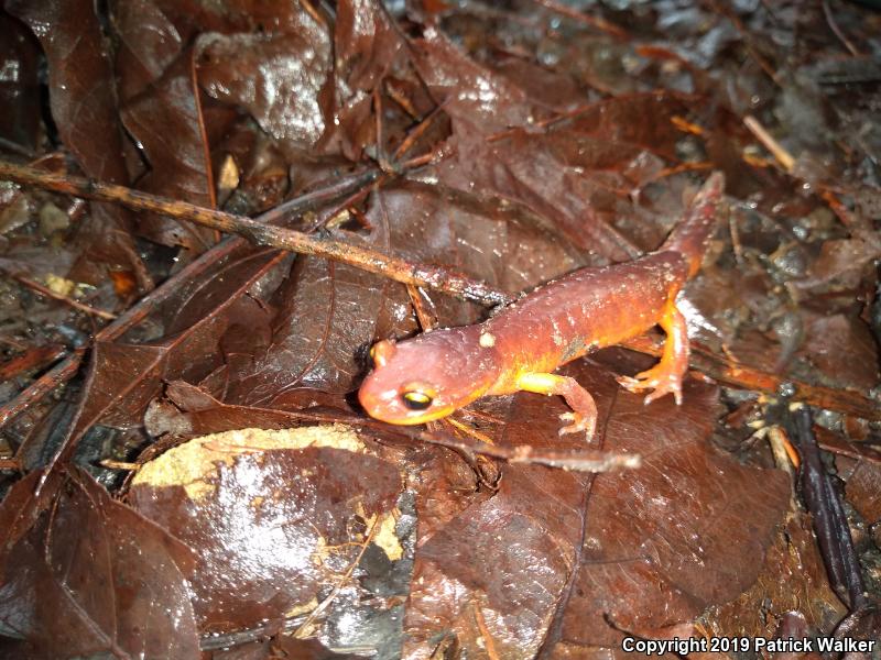 Yellow-eyed Ensatina (Ensatina eschscholtzii xanthoptica)