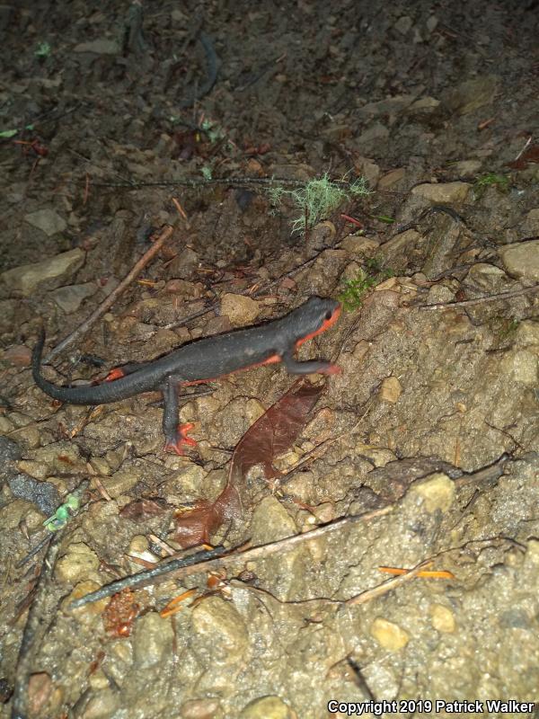 Red-bellied Newt (Taricha rivularis)