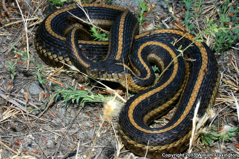 Giant Gartersnake (Thamnophis gigas)