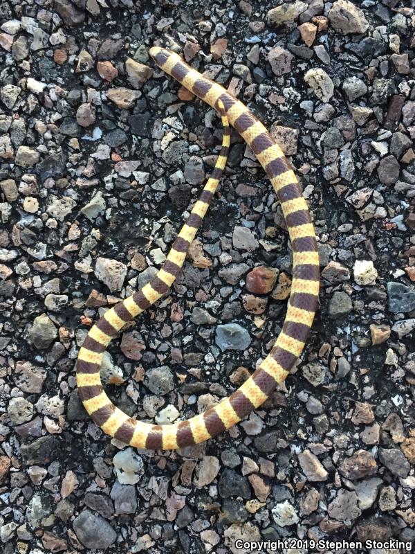 Nevada Shovel-nosed Snake (Chionactis occipitalis talpina)