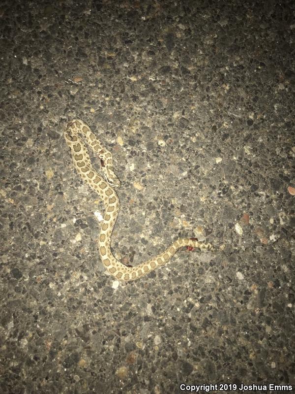 Desert Massasauga (Sistrurus catenatus edwardsii)