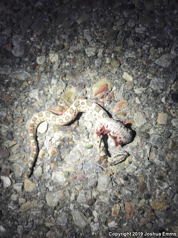 Desert Massasauga (Sistrurus catenatus edwardsii)