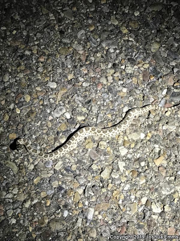 Desert Massasauga (Sistrurus catenatus edwardsii)