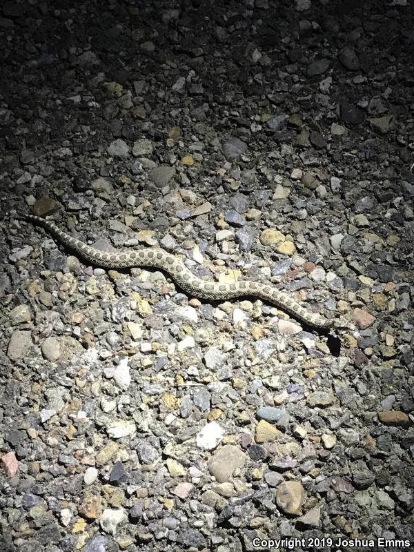 Desert Massasauga (Sistrurus catenatus edwardsii)