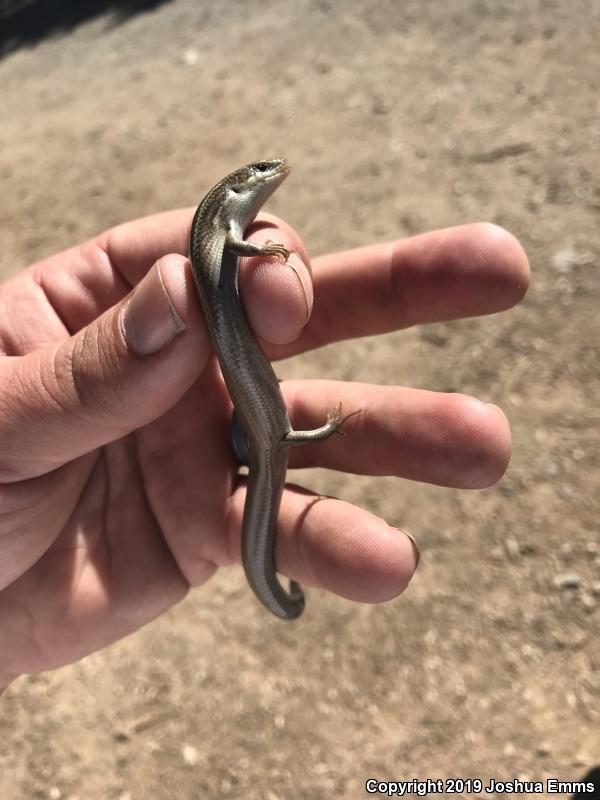 Variable Skink (Plestiodon multivirgatus epipleurotus)