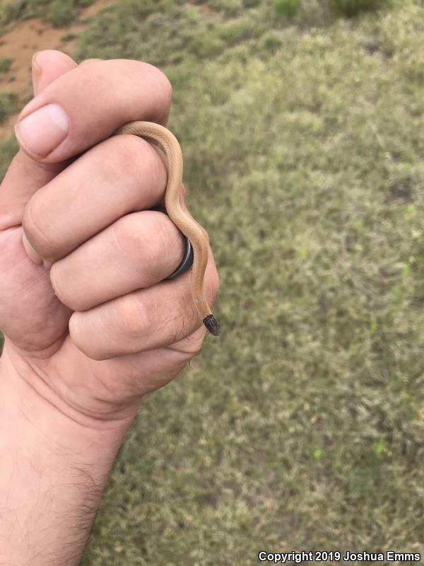 Plains Black-headed Snake (Tantilla nigriceps)