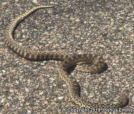 Bullsnake (Pituophis catenifer sayi)