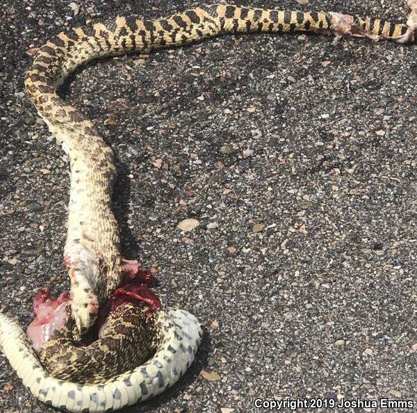 Bullsnake (Pituophis catenifer sayi)