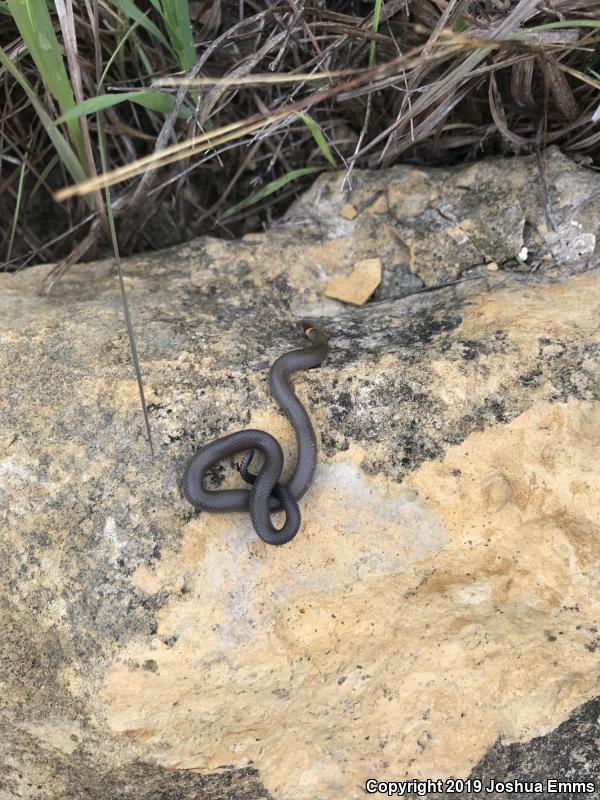 Prairie Ring-necked Snake (Diadophis punctatus arnyi)