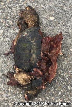 Eastern Snapping Turtle (Chelydra serpentina serpentina)